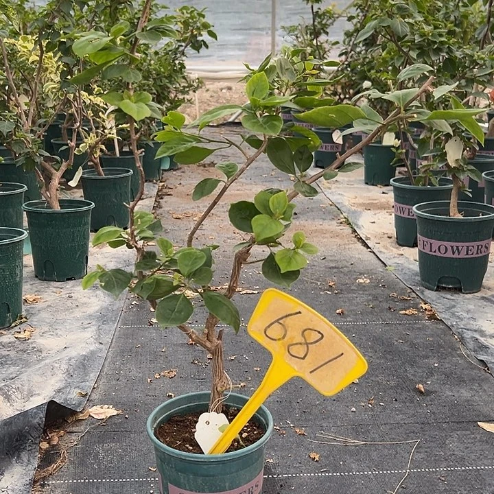 当前无花栽培后可以开花水果酒 原生小树头681