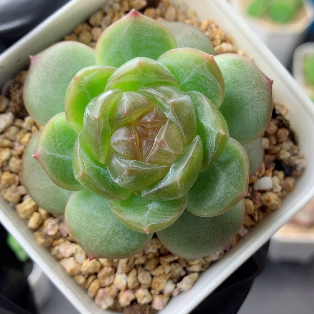 58包邮  群生不包整遥遥2