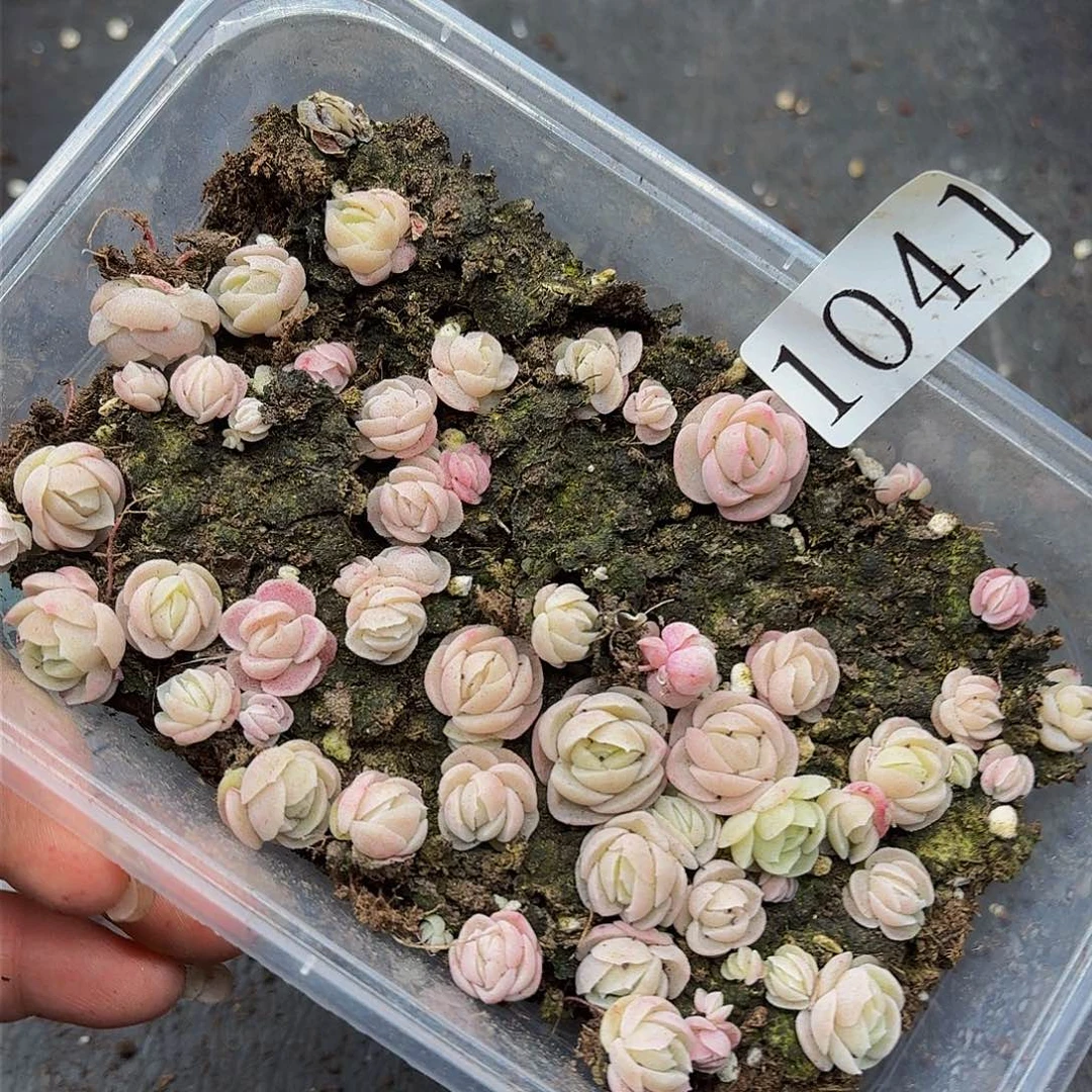 多肉植物多肉植物1041