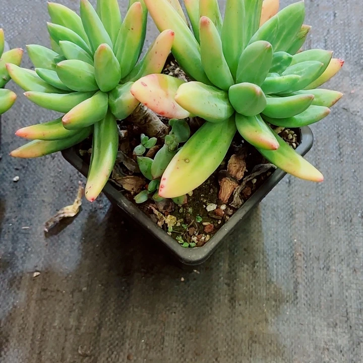 海洋之歌精品多肉双头发货