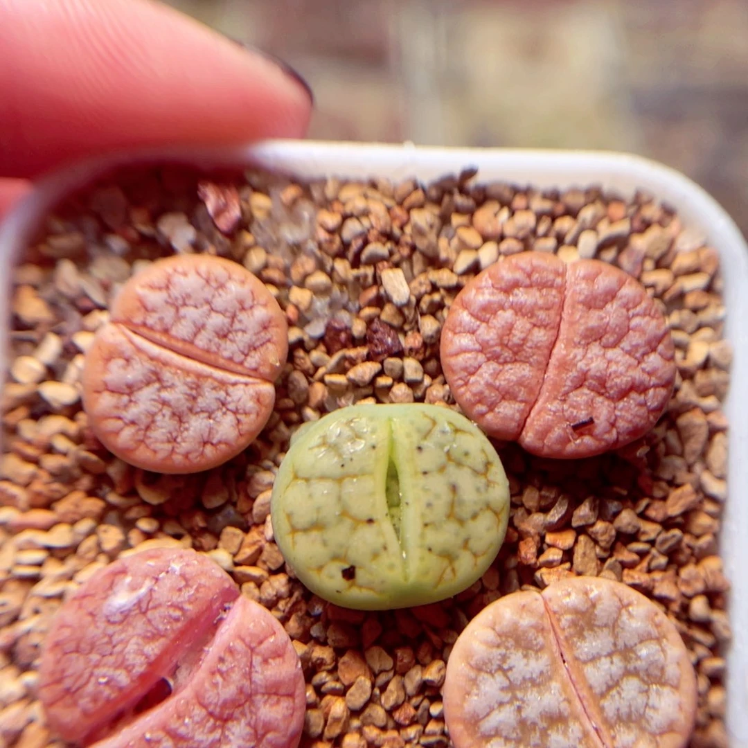 287号带盆盆包邮发货