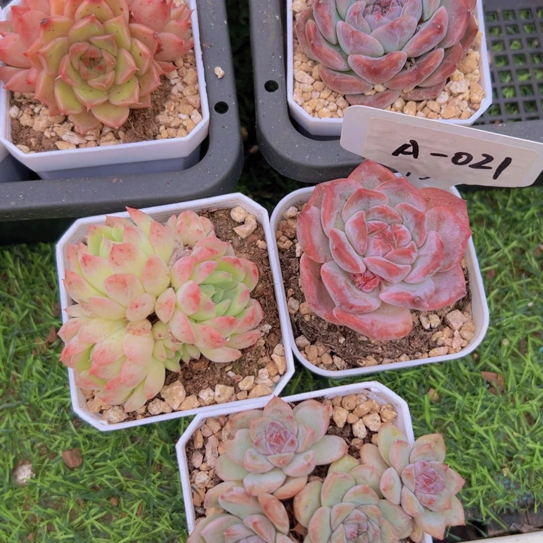 组合021号一物一拍