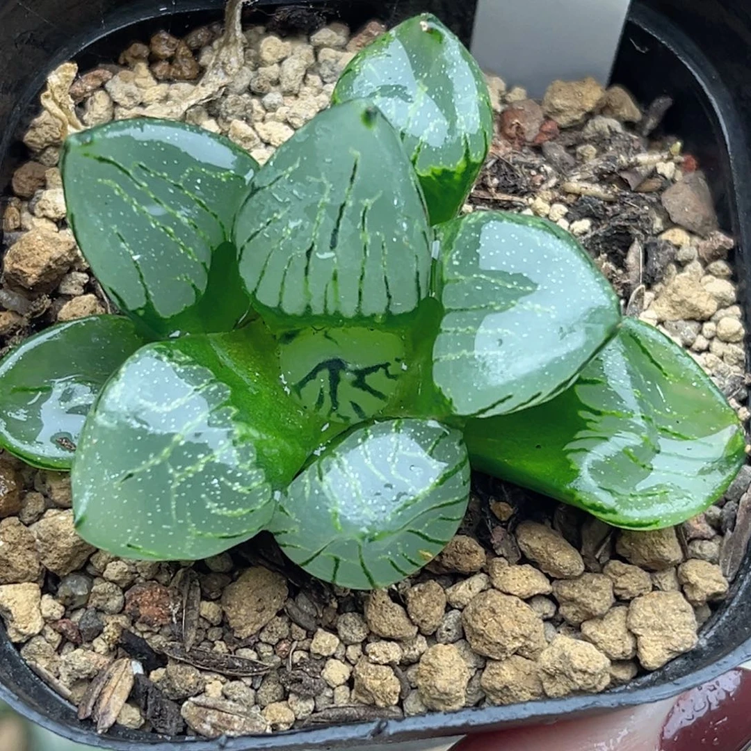 95魔晶球福利专场