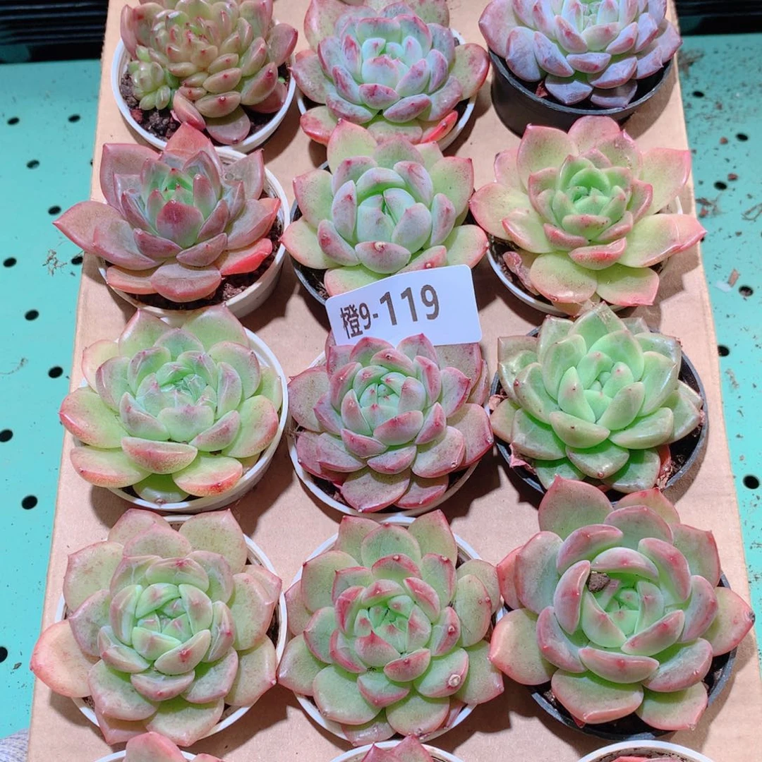 9-119一物一拍多肉带盆18颗