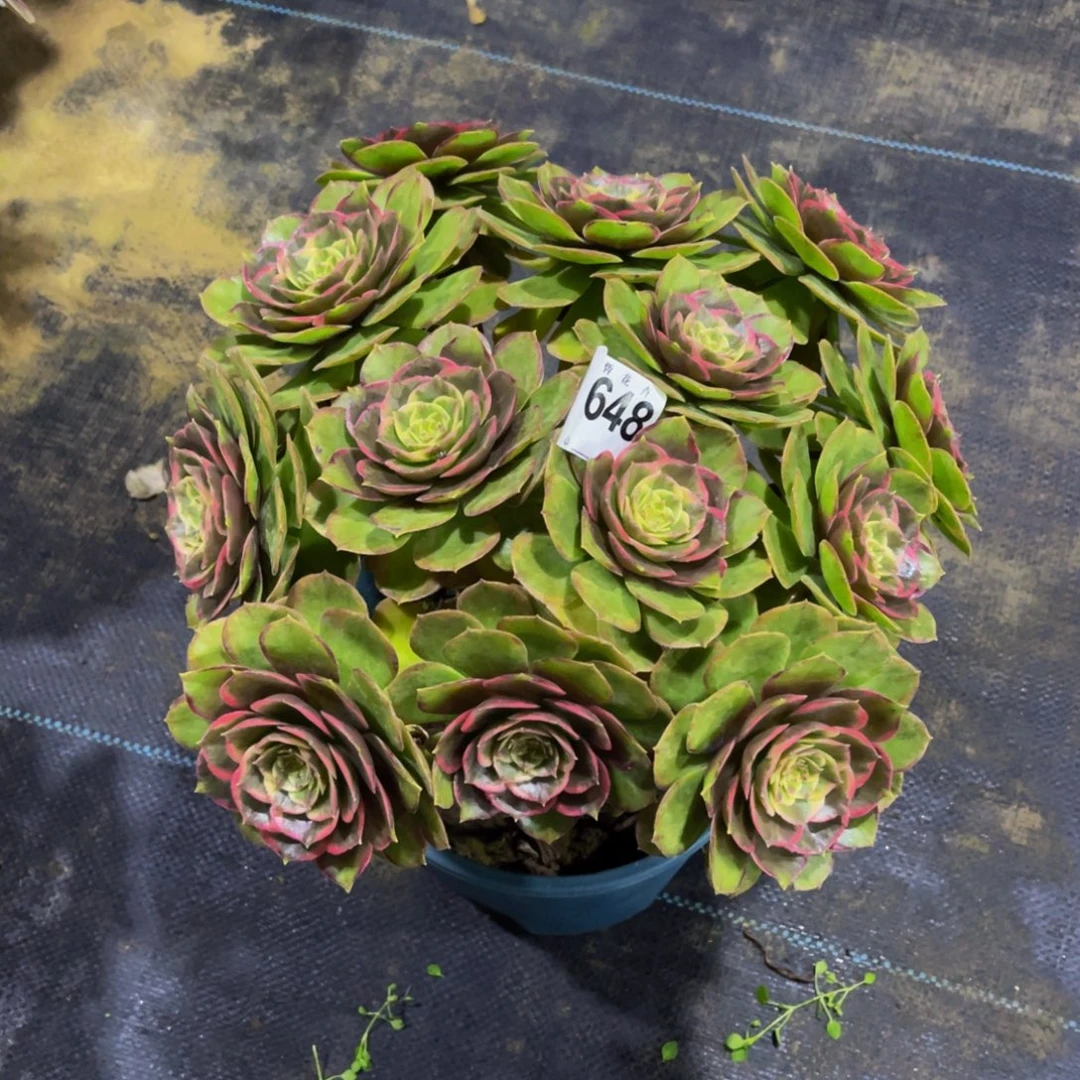 64800粉花妖福利一颗