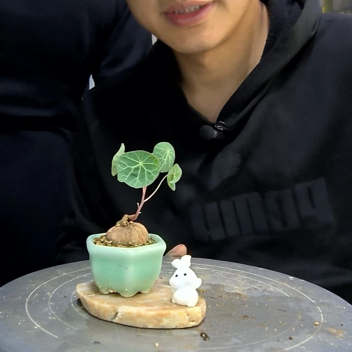 无花朵娜**～中青园艺53