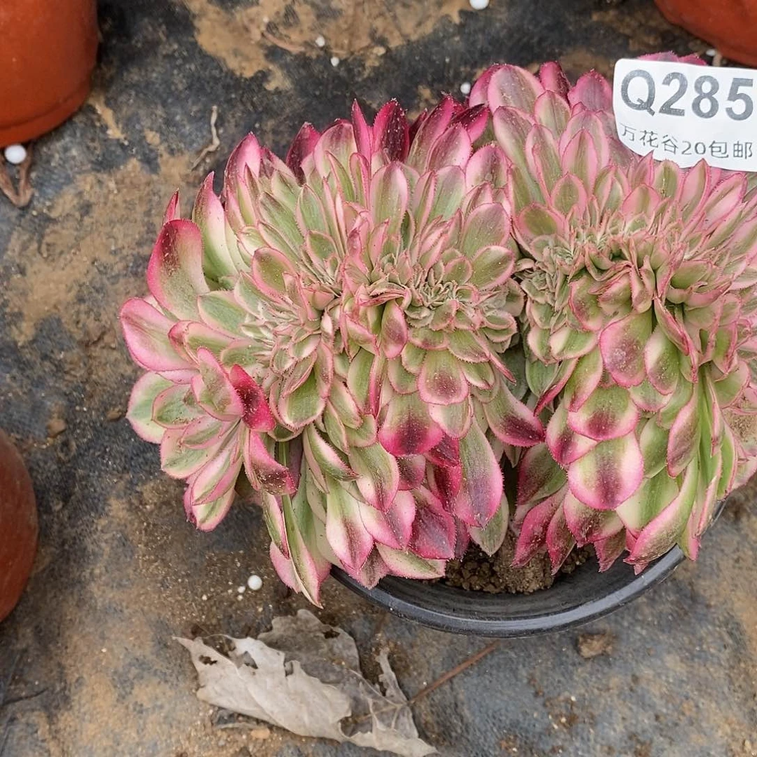 285倾城多肉植物