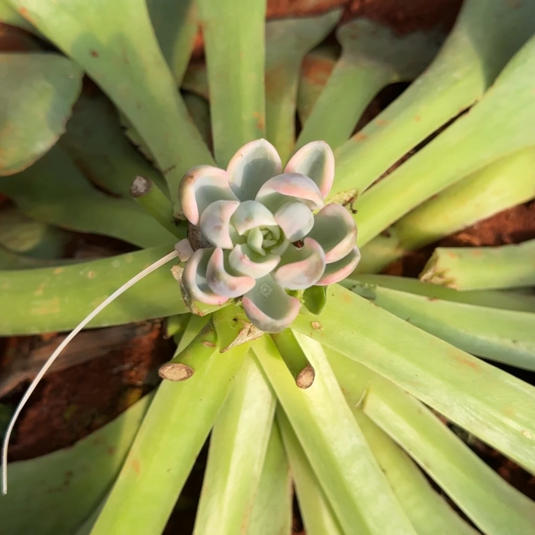 三*美尻锦   多肉植物