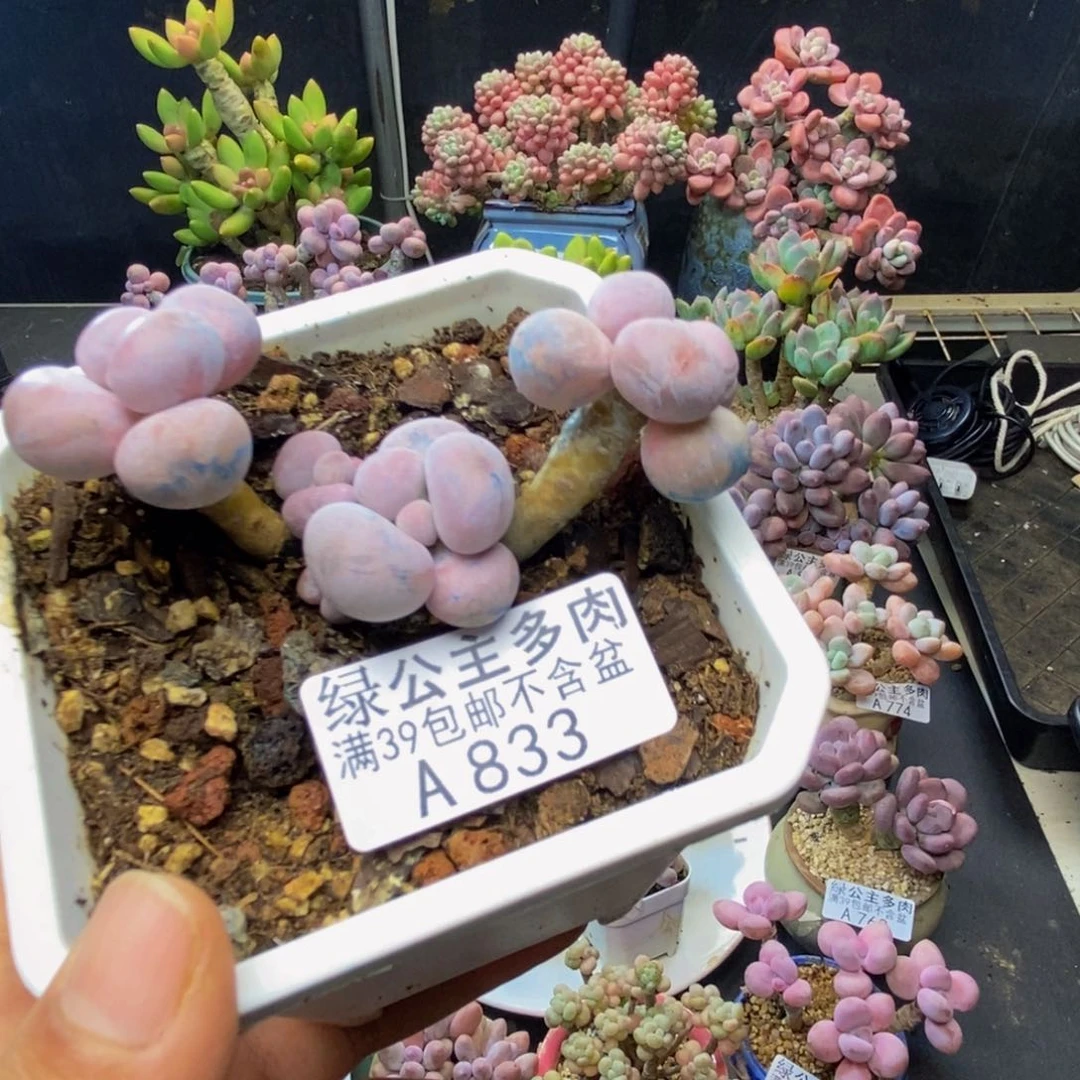 833橙奶多肉肉5c m