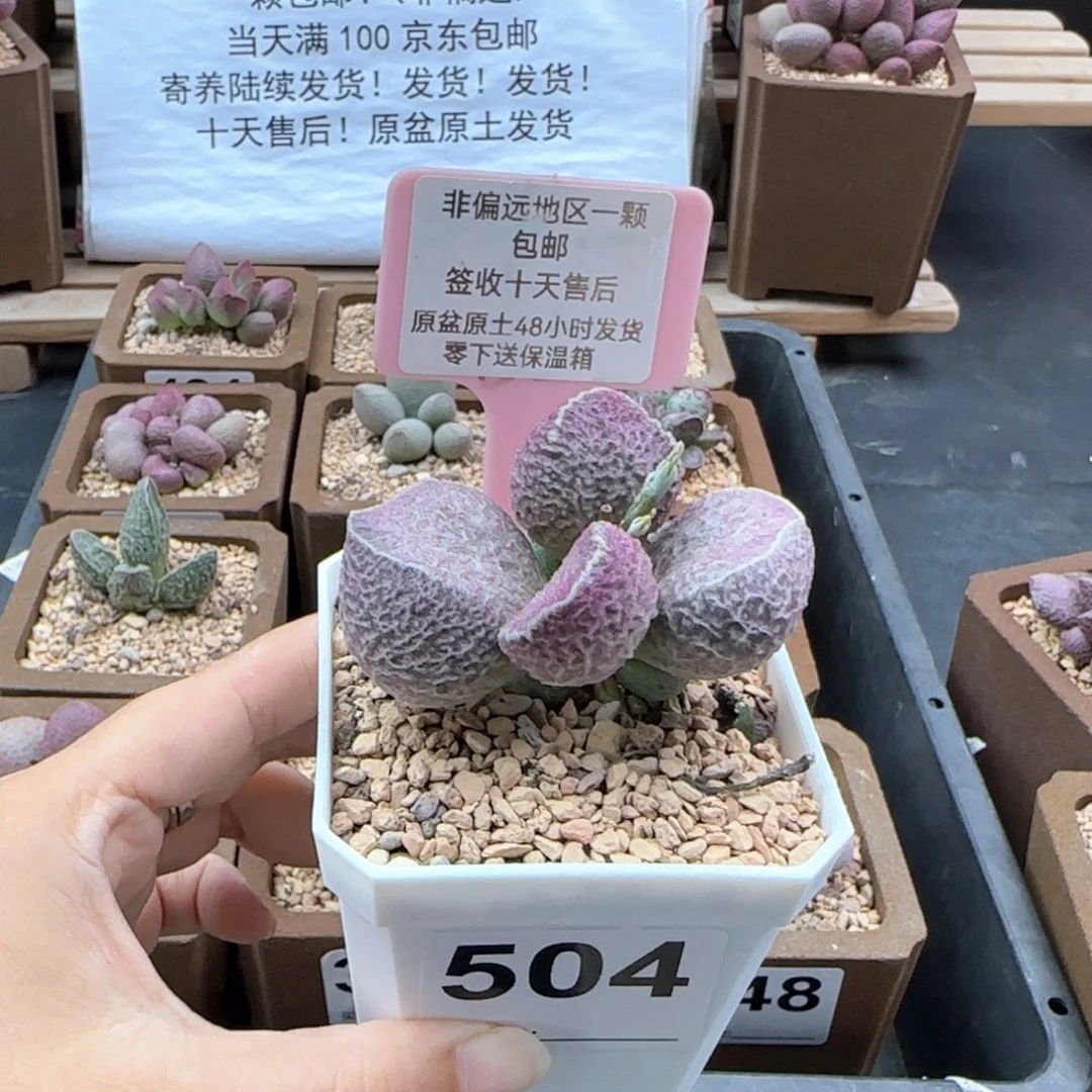 她**肉504哈莫猪肝多肉植物