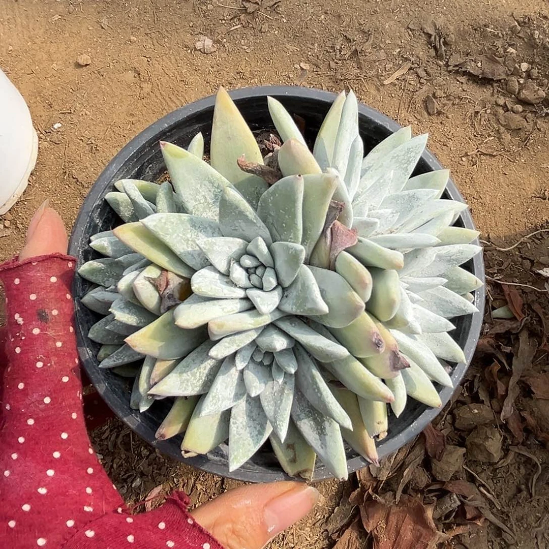 杜呃呃呃呃呃呃呃呃呃呃呃