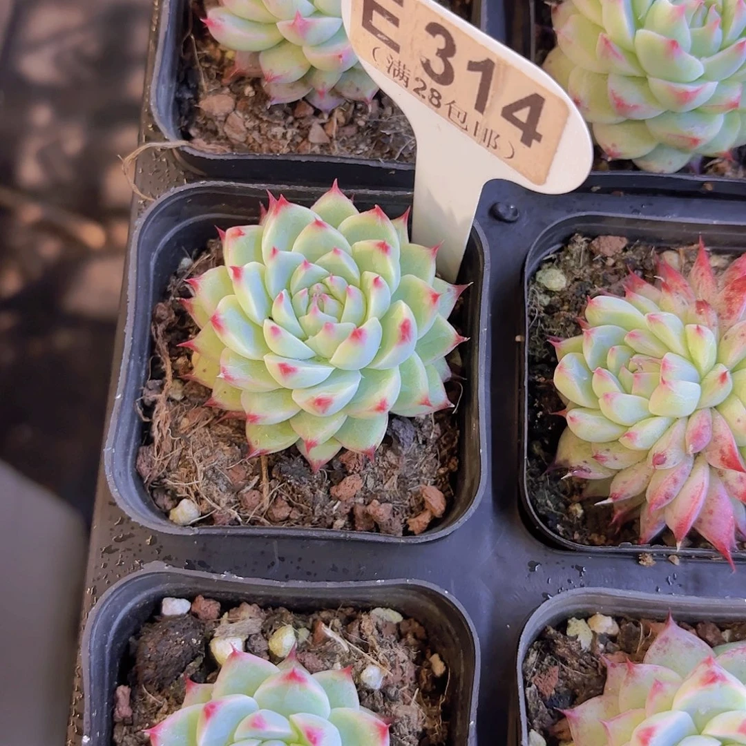 E314白吉一物一拍