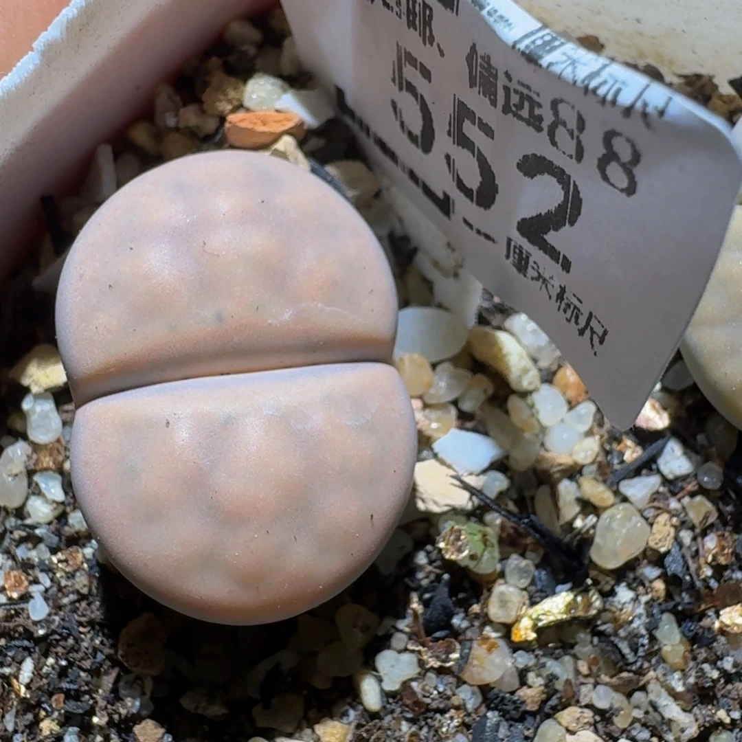 zzzz生石花钱肉锥552