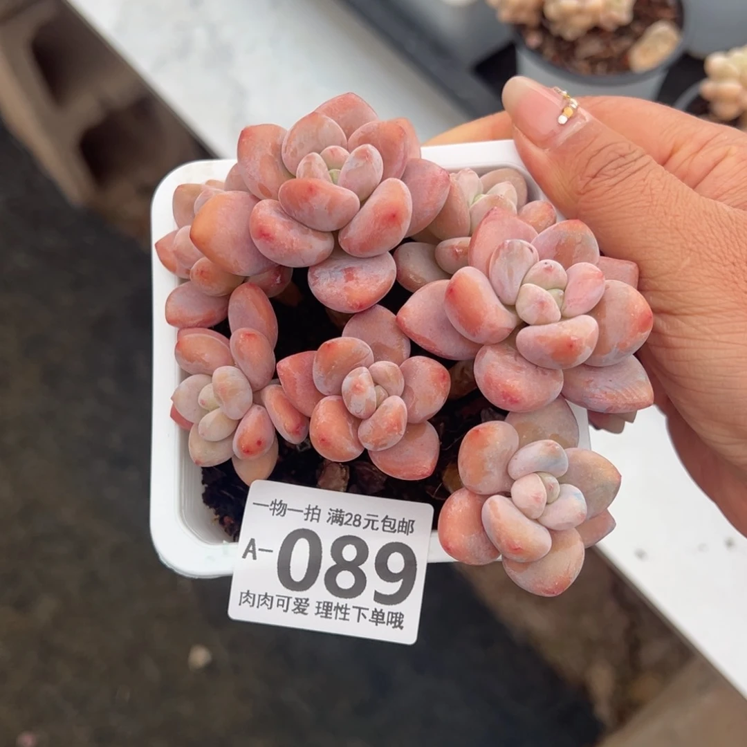 洛神多肉多肉多肉多肉