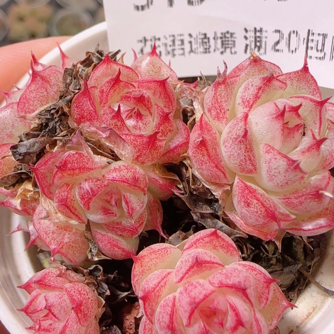 花语多肉1130-315散