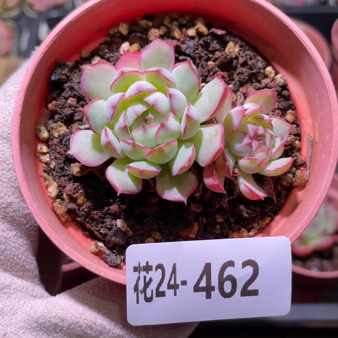 花利美24-462桃花雨