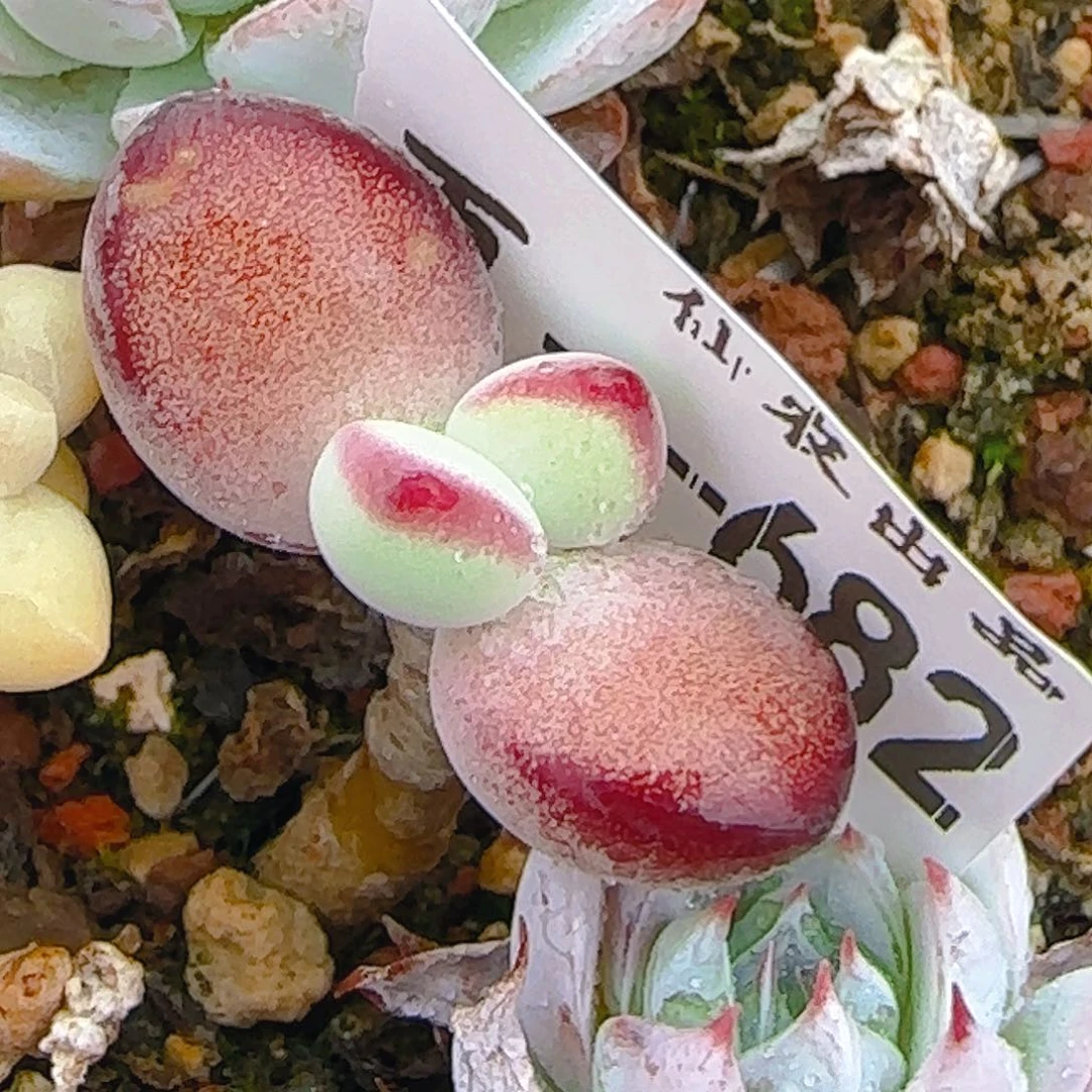 七代，682，仙农出品