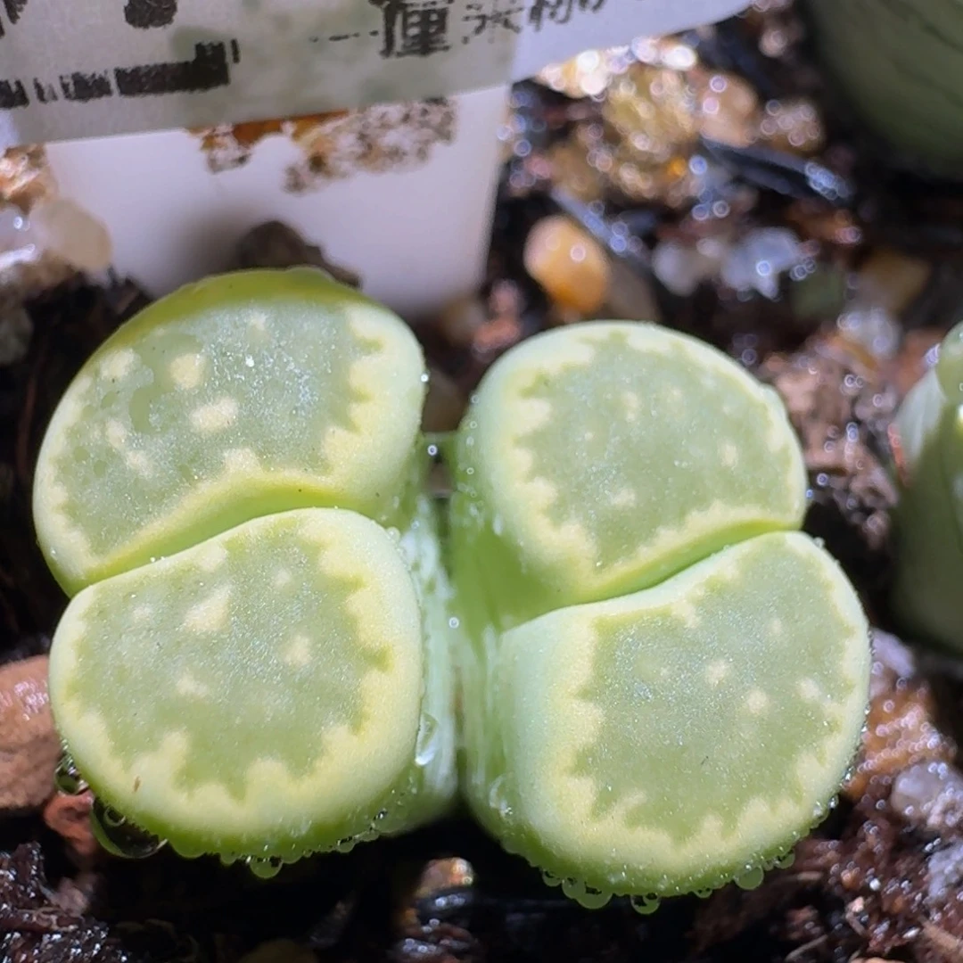 zzzx生石花肉锥子3719
