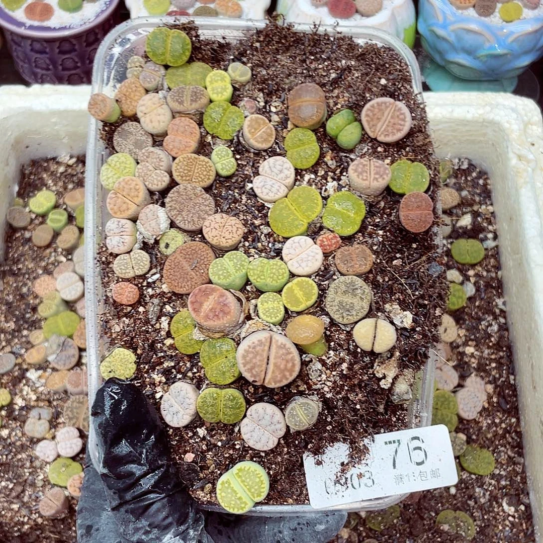 生石花18包邮0903-76