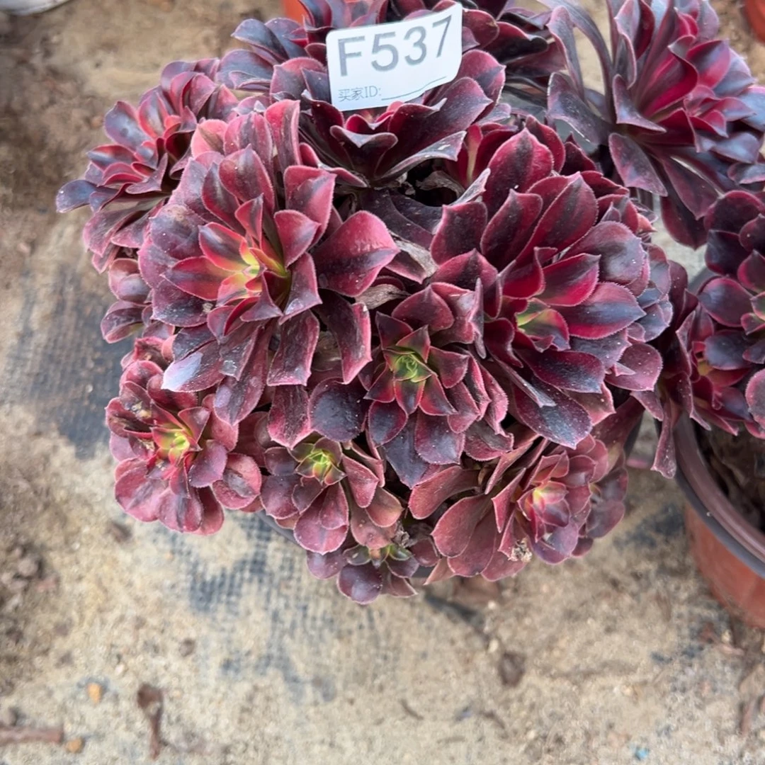 537美杜莎多肉植物法师