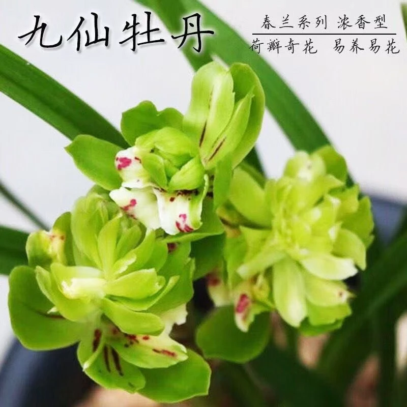 九仙牡丹【新年必备】浓香型兰花春兰名品室内高档花卉绿植四季开花