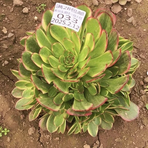 2.12-33半夏多肉植物