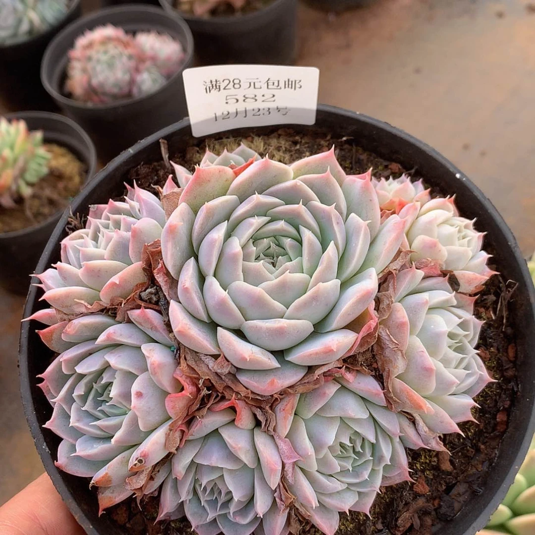 【闪购商品】云582