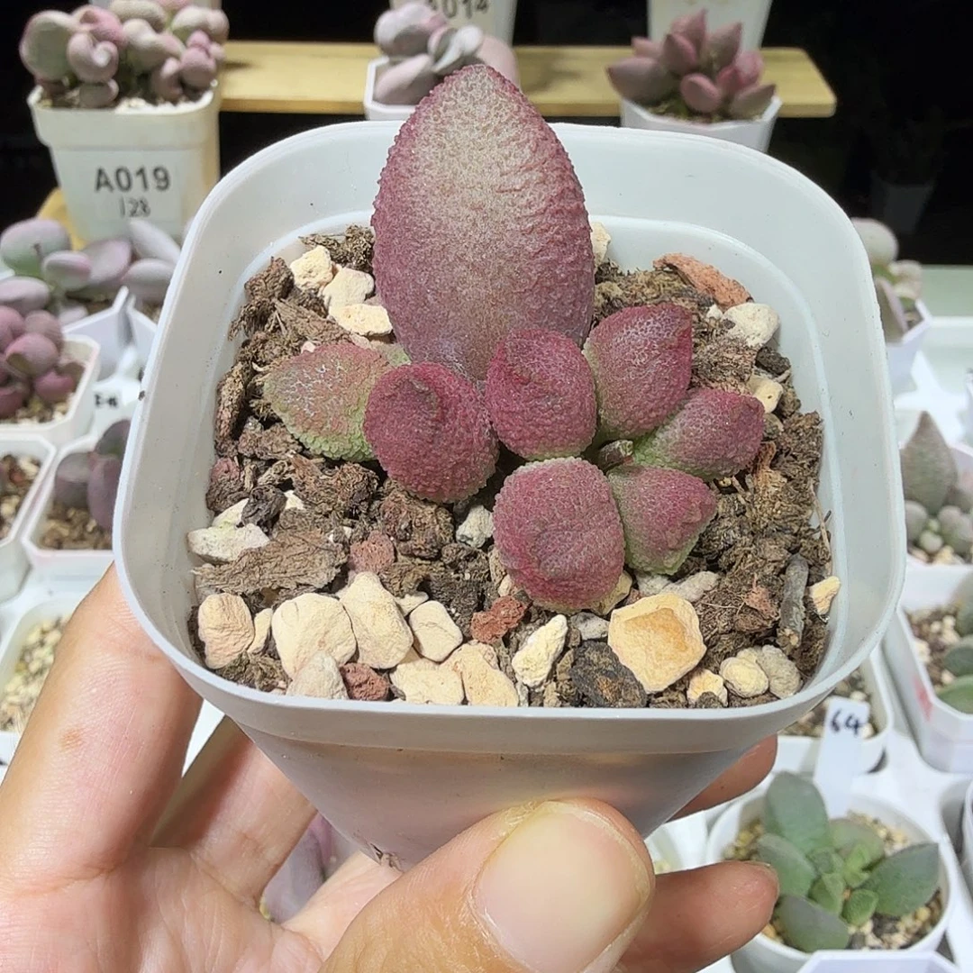 138号水泡多肉植物
