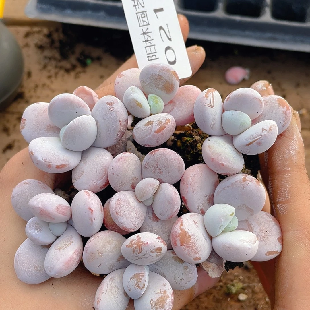 多肉植物多肉植物211