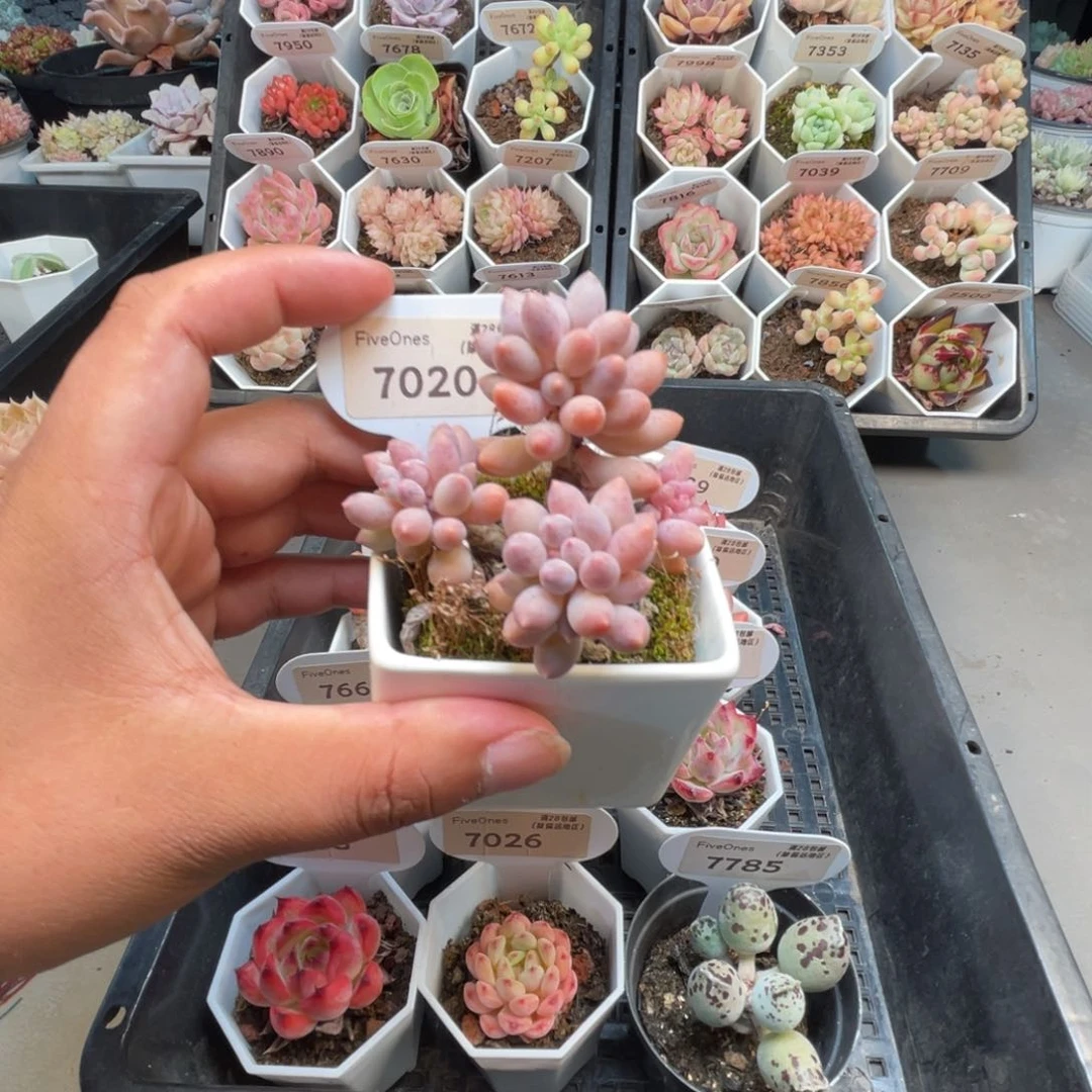 7020婴儿手指5.0厘米带盆发