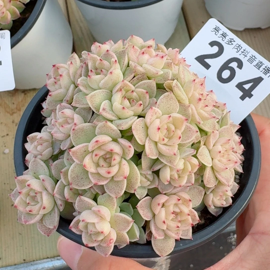 麦秆群生整装无砍