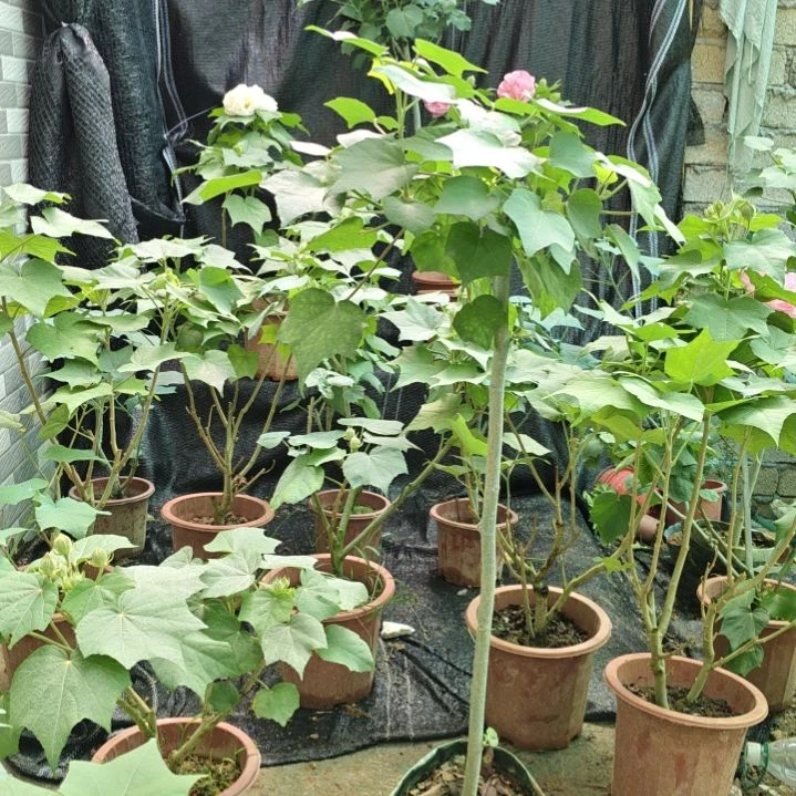 无花朵芙蓉花，独杆