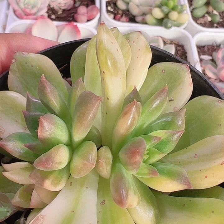 ?***Y多肉植物多肉植物