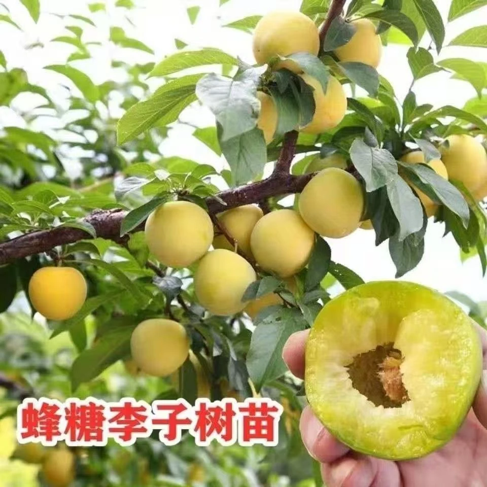 【蜂糖李】【大红袍】【青脆李】【黑布林李】树苗，适合南北方种植