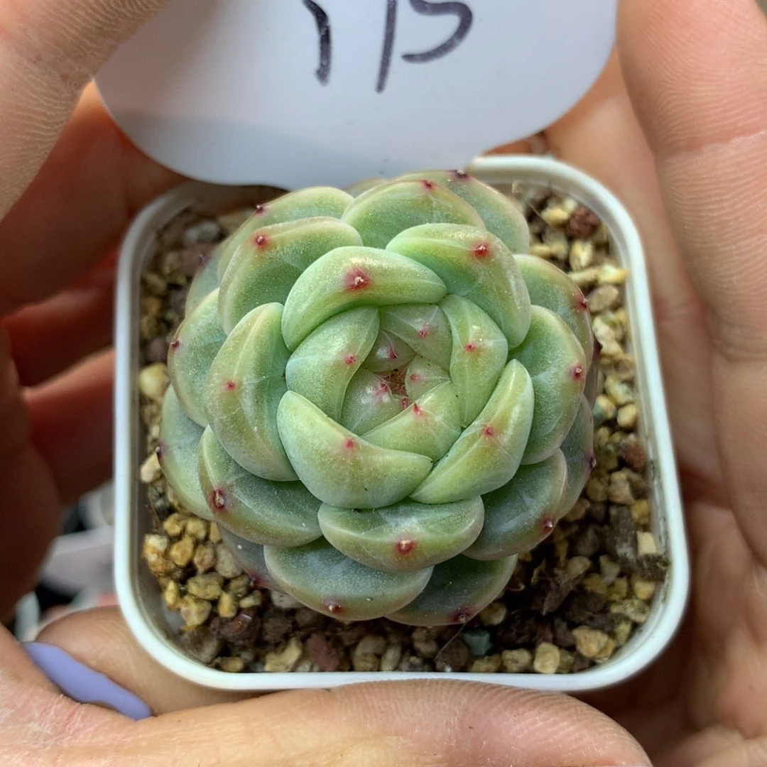 甜心单头多肉175