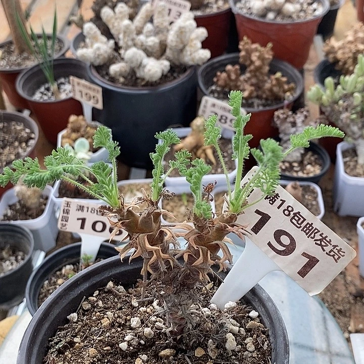 191出云洋葵一一一一一一一