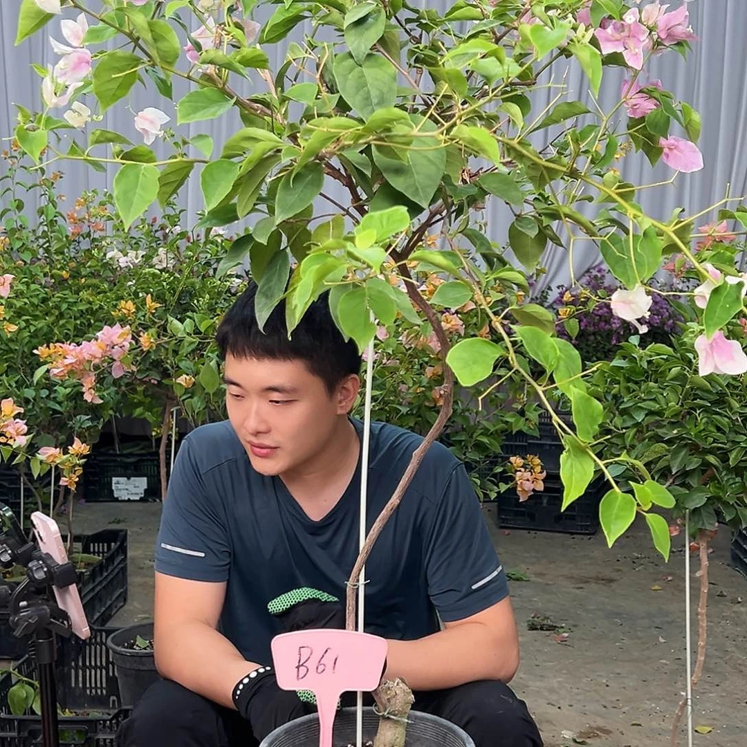魅***影当前无花栽培后可以开花B61广红樱