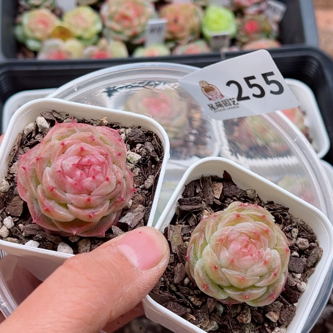 多肉植物多肉植物