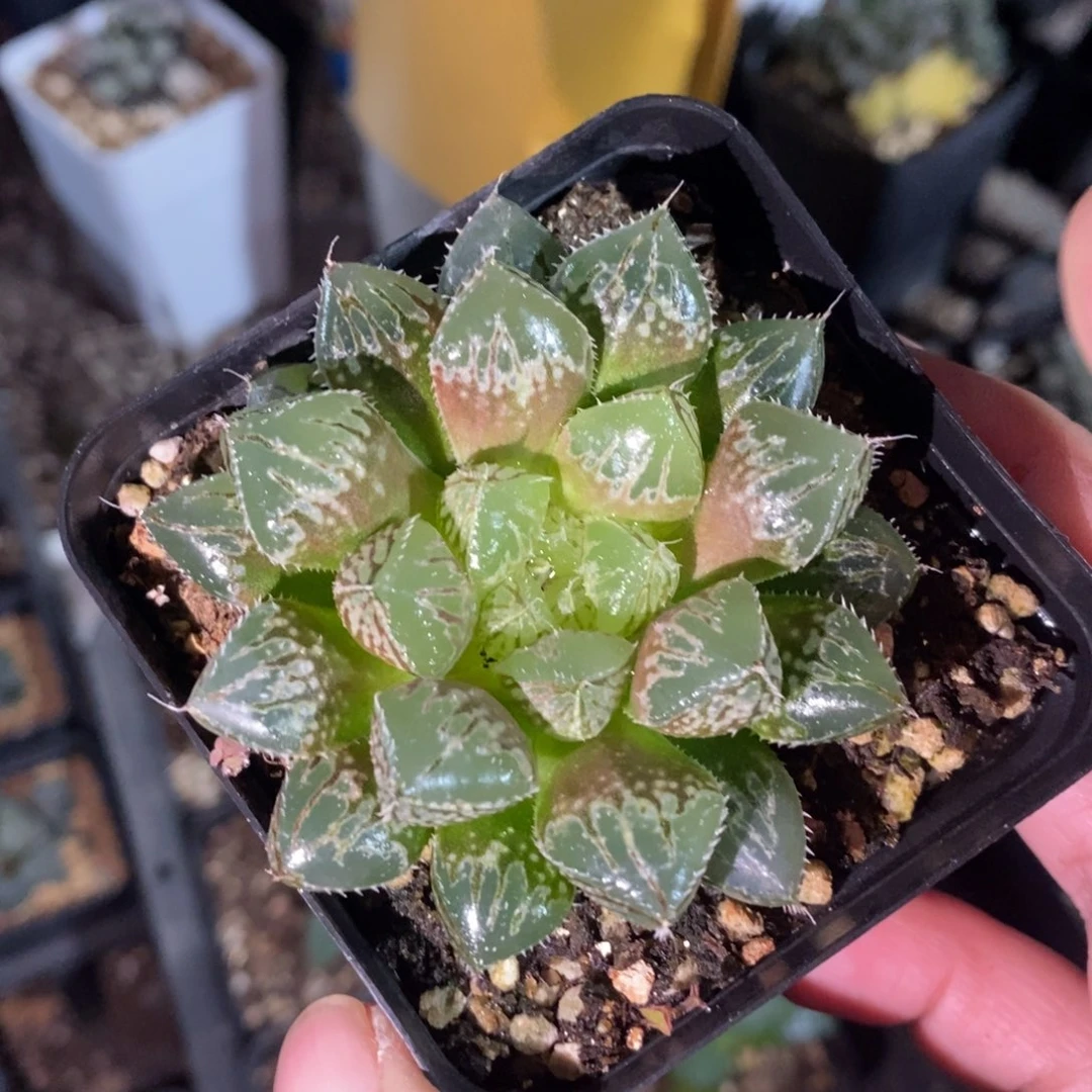 楼兰一颗 周末整点福利