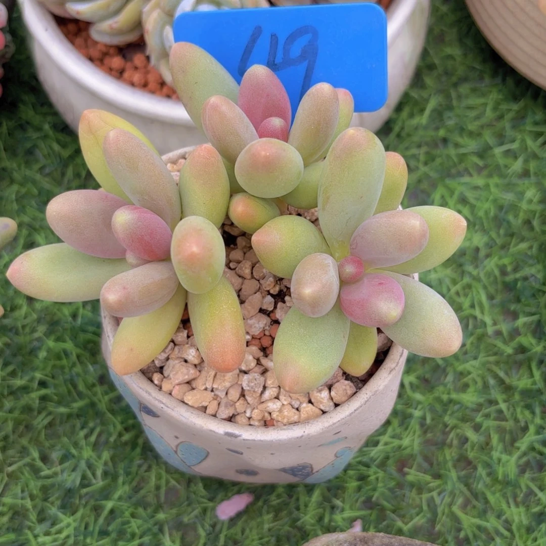 臻***·我的小可爱们都好可爱