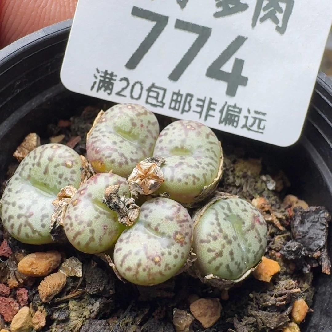 安贞。