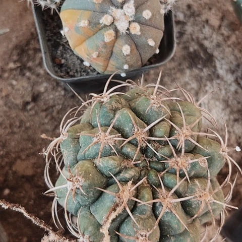 2901处理仙人球时的