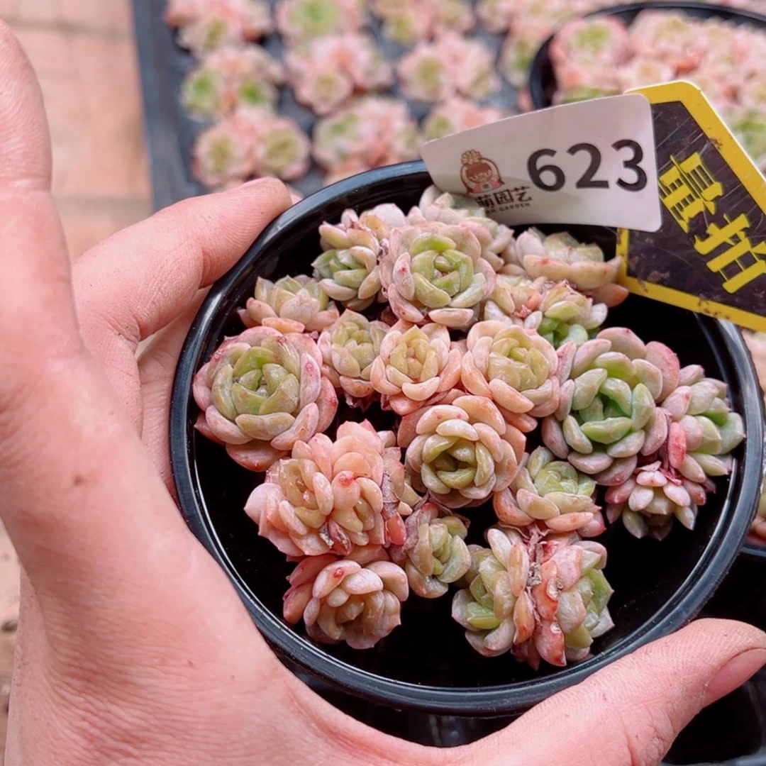 当前无花朵，栽培后可花朵