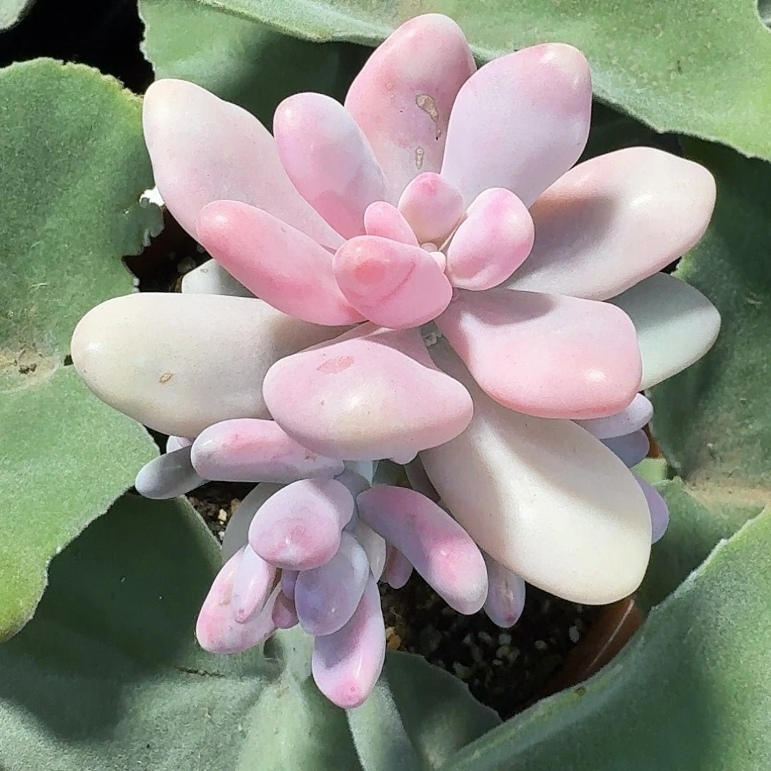 桃蛋覆轮一物一拍