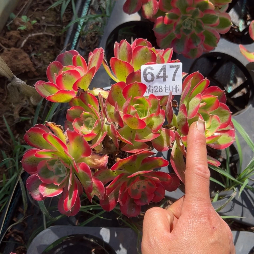 多肉植物647有干伤