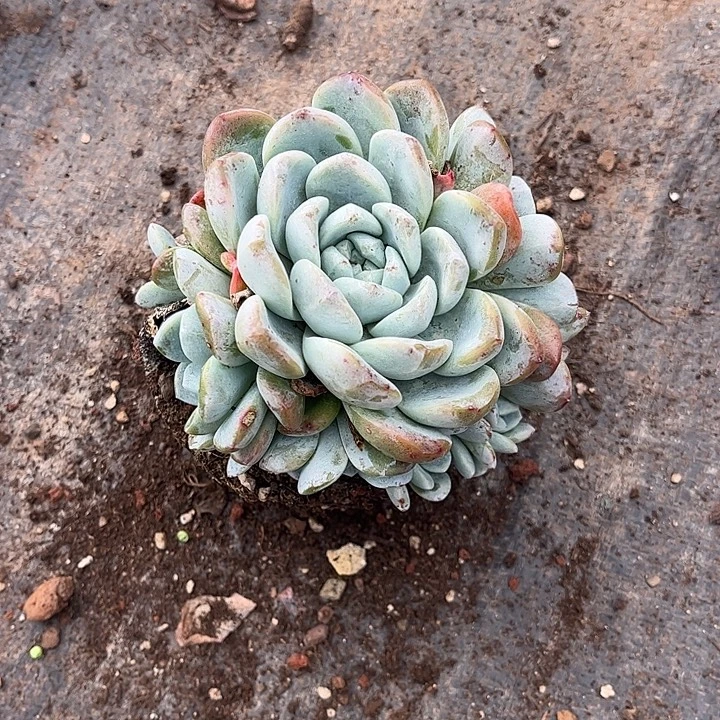葵***花冰玉手捧花,一物一拍