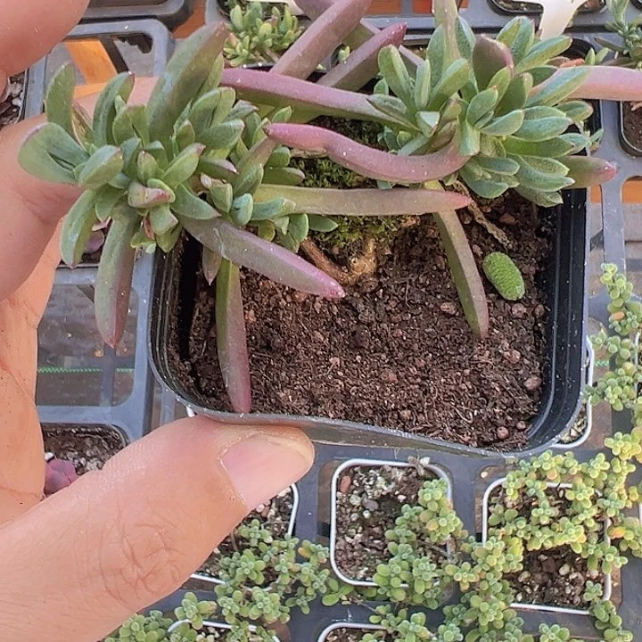 龙须海棠精品多肉植物