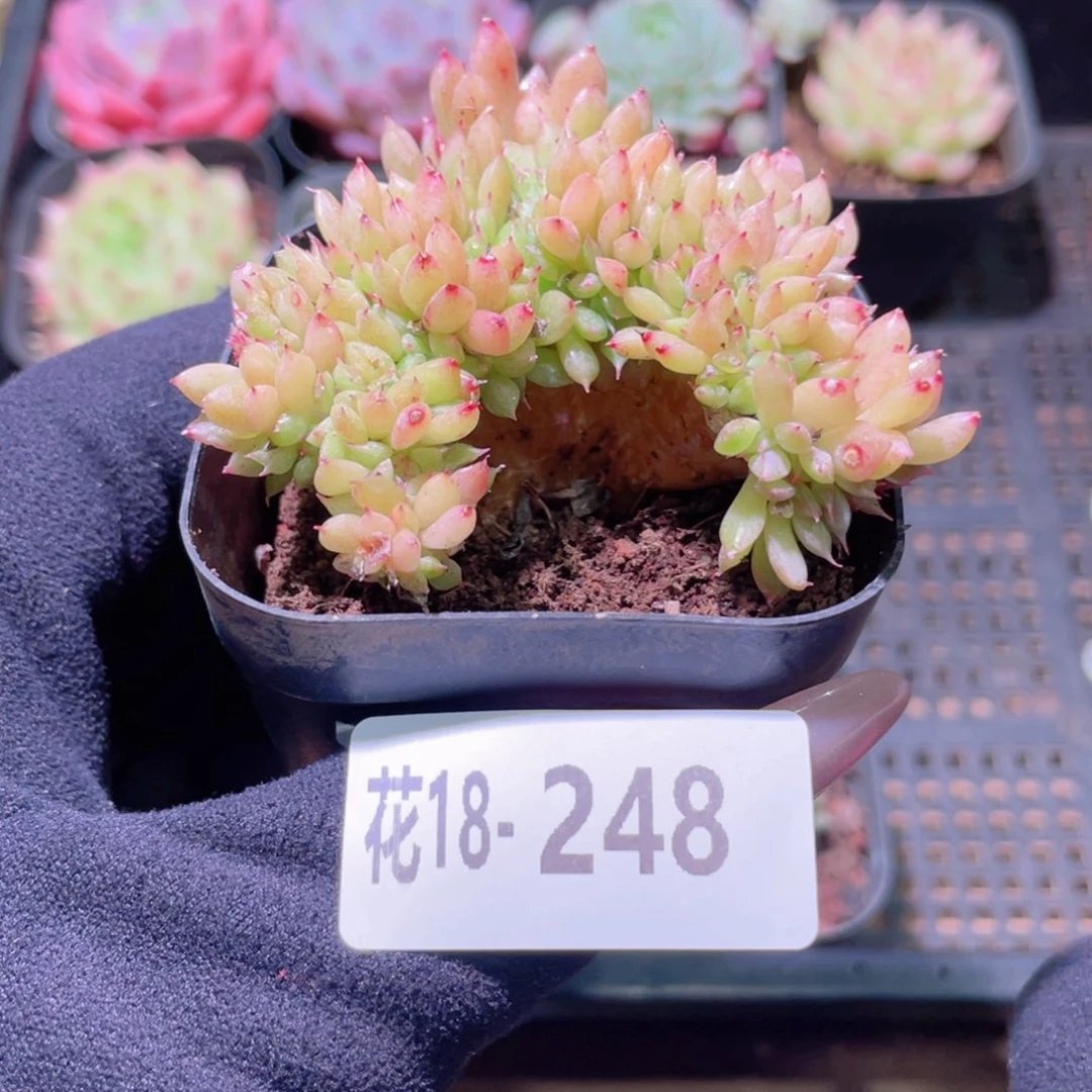 花利美18-248新品缀化