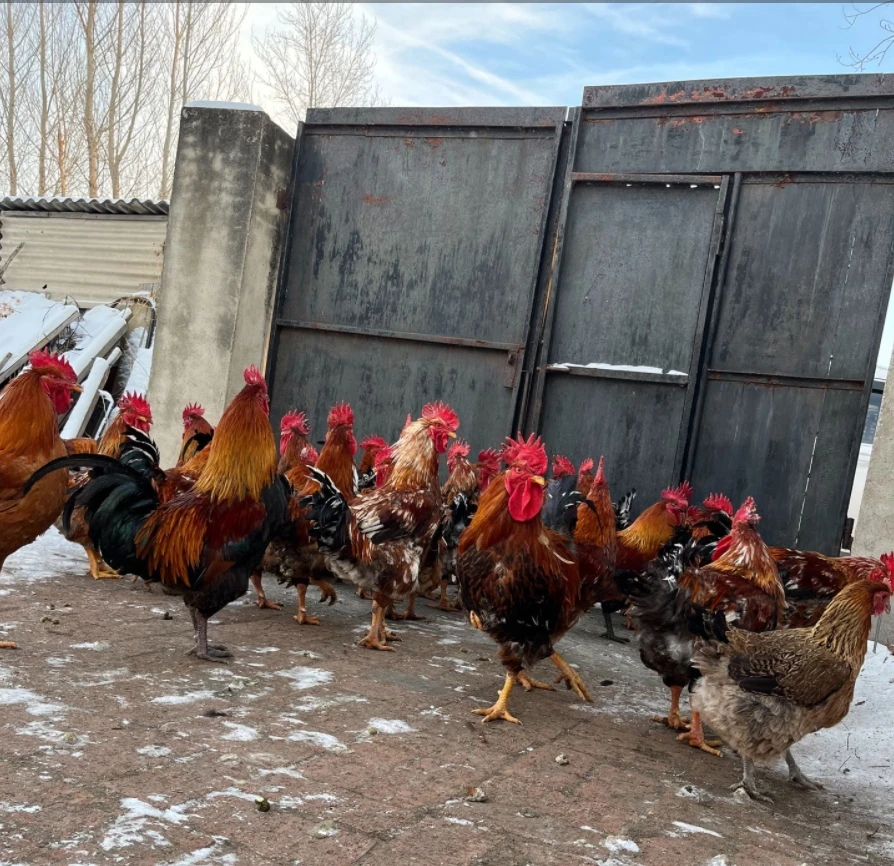 （顺丰包邮）散养黑凤公鸡两只共七斤送1斤胗2个料包 包冰率不含冰