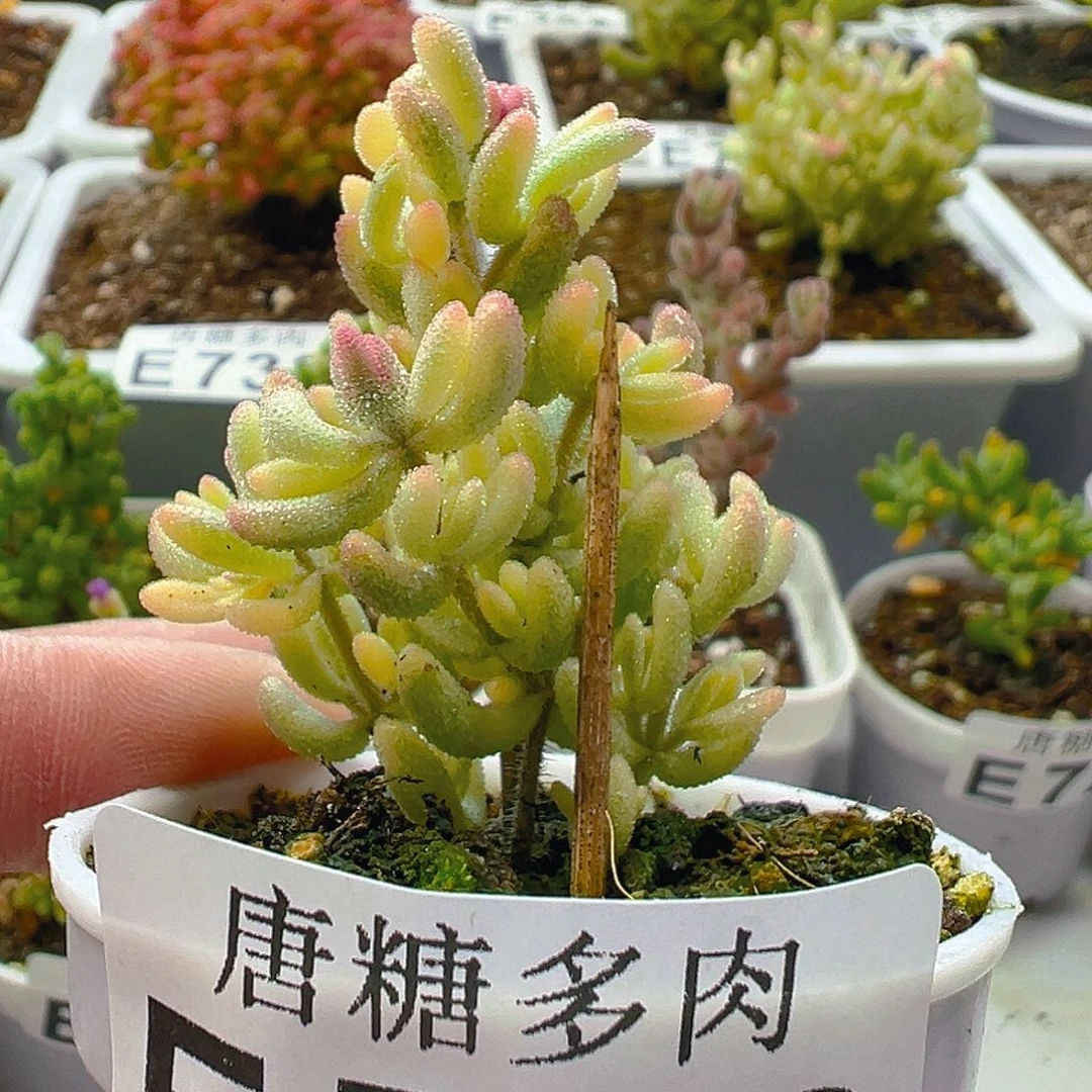 743。          红宝石锦